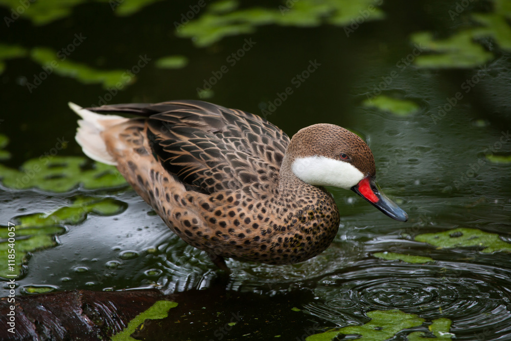 White-cheeked pintail (Anas bahamensis). White-cheeked pintail (Anas bahamensis).