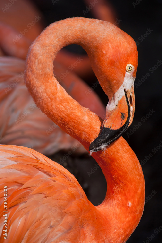 Obraz premium Caribbean flamingo (Phoenicopterus ruber)