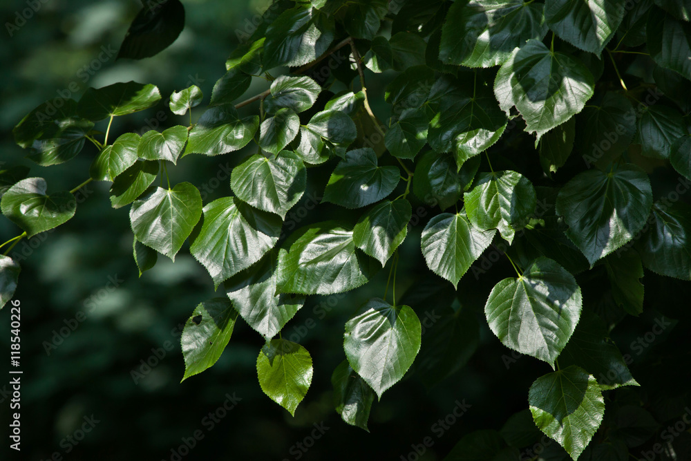 Caucasian linden (Tilia euchlora) Caucasian linden (Tilia euchlora)