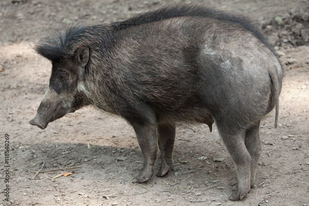 Visayan warty pig (Sus cebifrons). Visayan warty pig (Sus cebifrons).