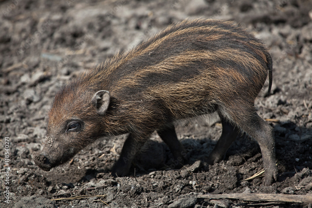 Visayan warty pig (Sus cebifrons). Visayan warty pig (Sus cebifrons).