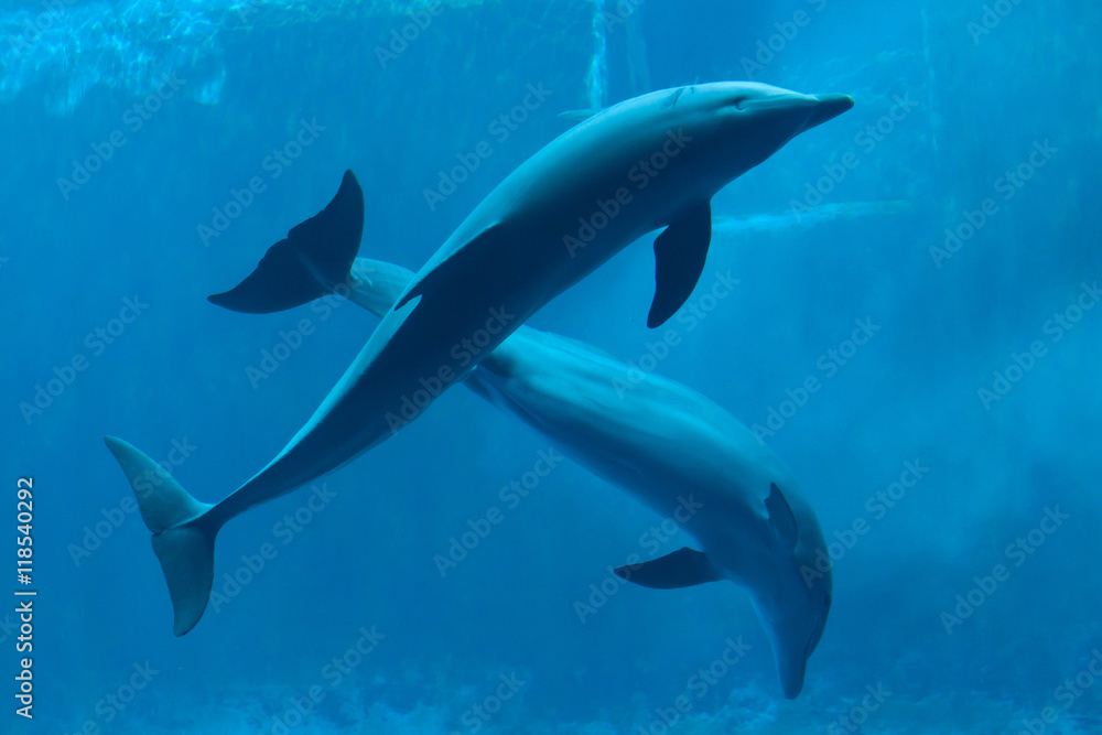 Fototapeta premium Common bottlenose dolphin (Tursiops truncatus).