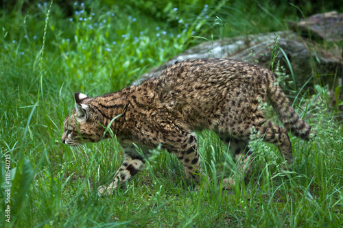 Geoffroy's cat (Leopardus geoffroyi).