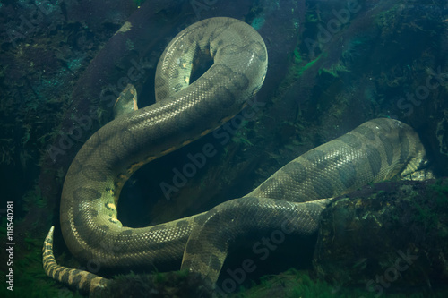 Green anaconda (Eunectes murinus). photo