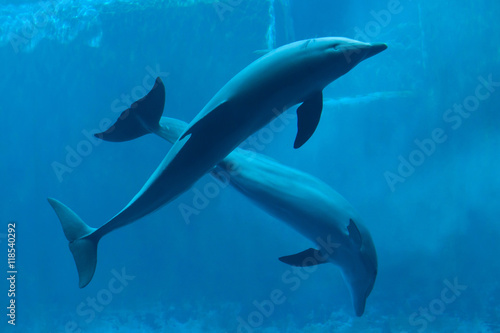 Common bottlenose dolphin (Tursiops truncatus).