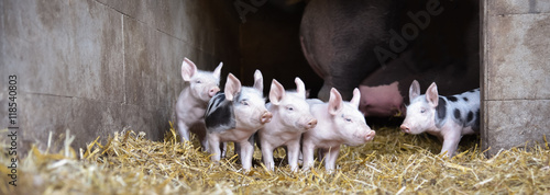 Fotografie Vier junge Ferkel in toller Formation, Banner