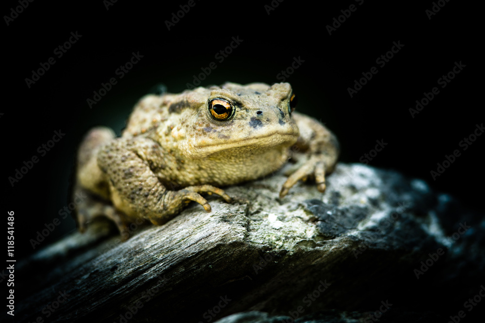 Crapaud commun sur un tronc d'arbre en sous bois Crapaud commun sur un tronc d'arbre en sous bois