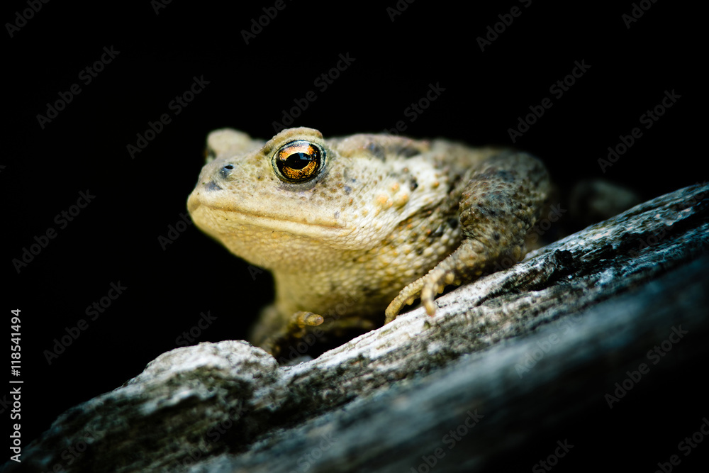 Crapaud commun sur un tronc d'arbre en sous bois Crapaud commun sur un tronc d'arbre en sous bois