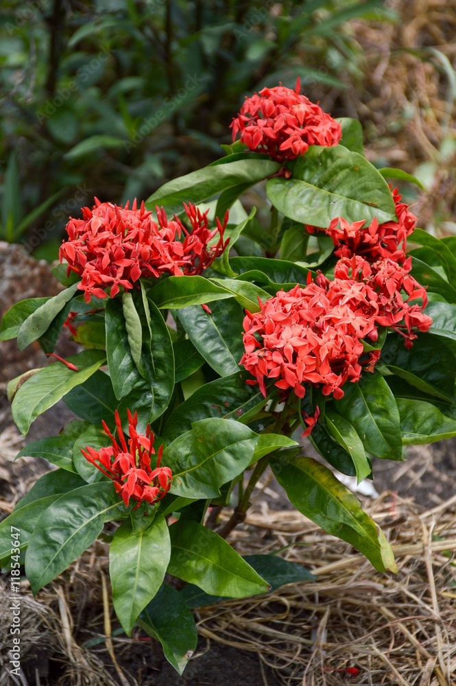 red Ixora coccinea flower in garden