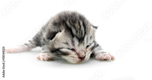 Cute American shorthair cat kitten with copy space