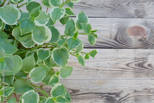 Peperomia vine on wooden background photo