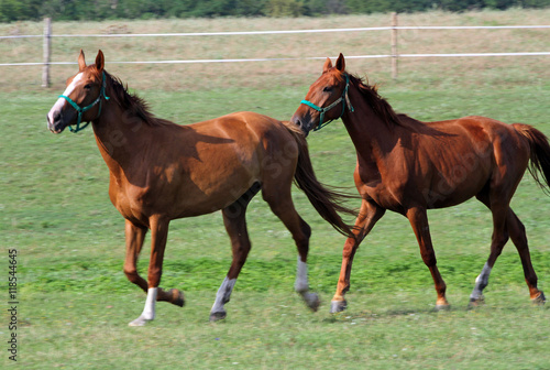 The herd of chestnut horses galloping on green meadow