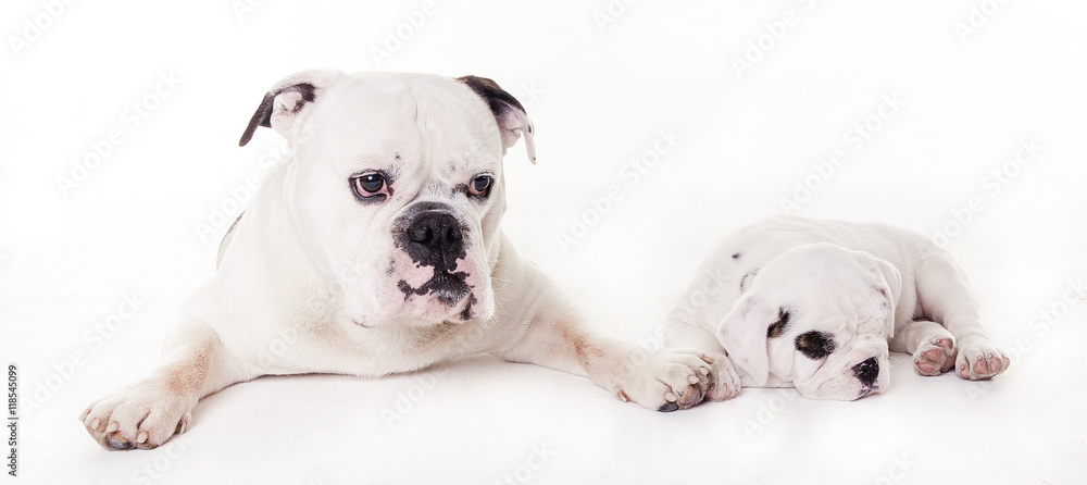 two bull dogs lying in studio two bull dogs lying in studio