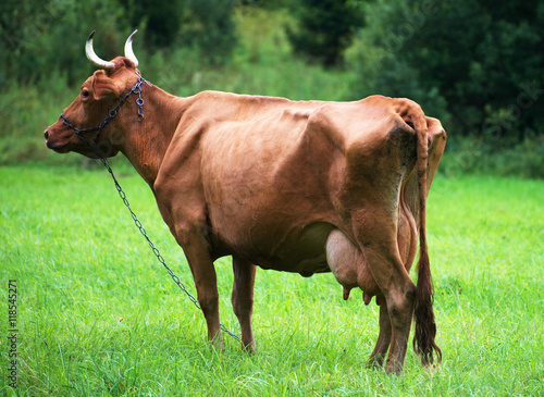 Lonely bull grazing in a meadow.