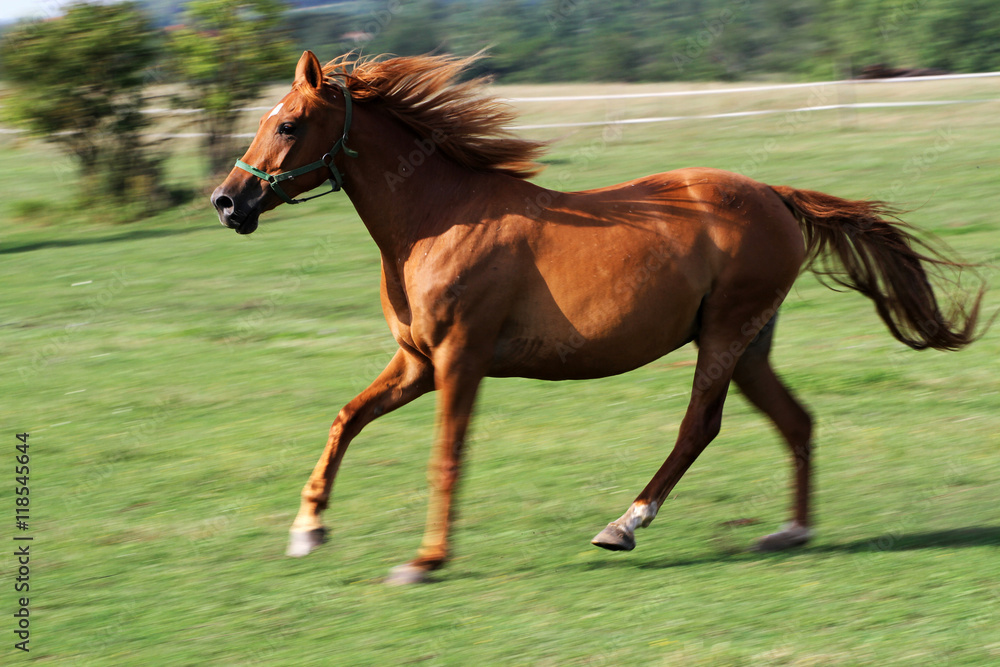 Chestnut mare canter very fast on summer pasture Chestnut mare canter very fast on summer pasture