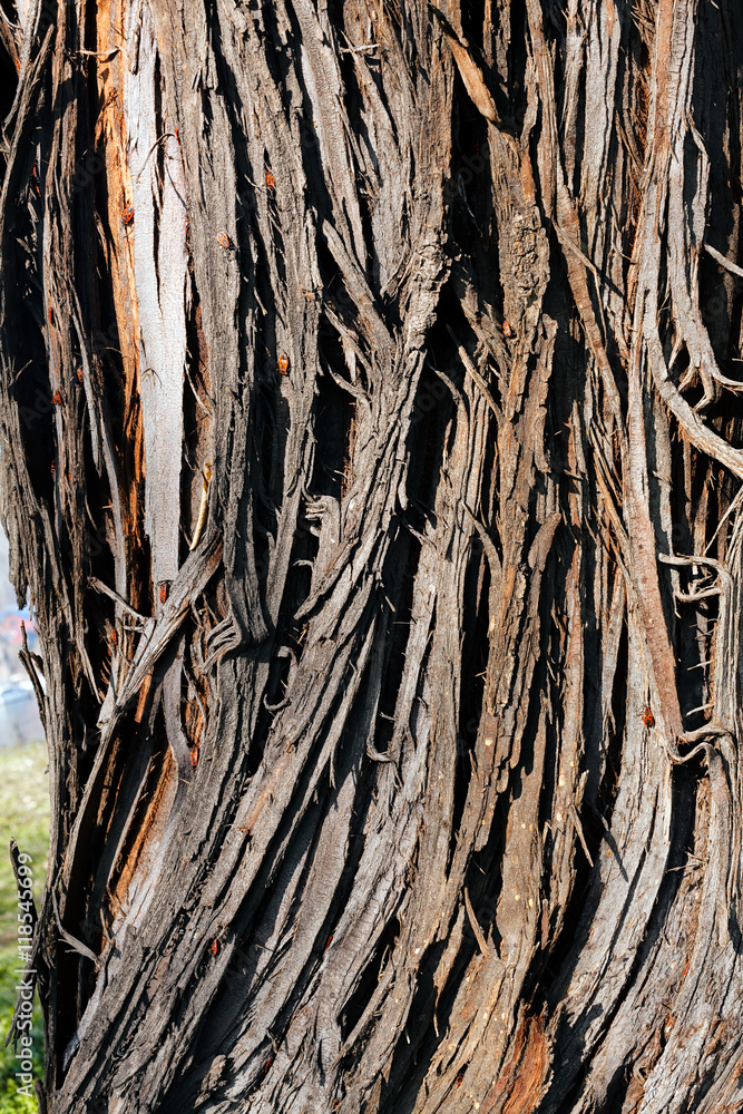 tree bark tree bark
