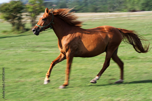 Chestnut mare canter very fast on summer pasture
