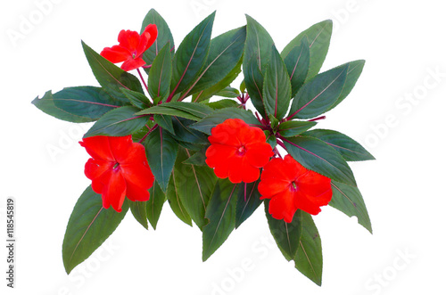 New Guinea impatiens flowers isolated on white background with c photo