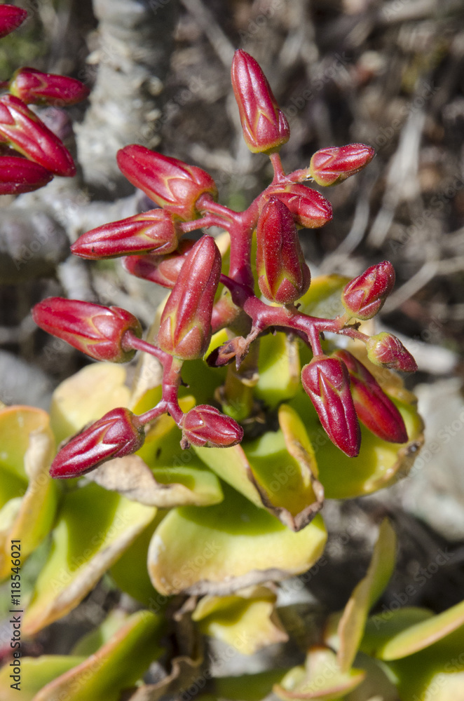Obraz premium Tafelberg - Blumen