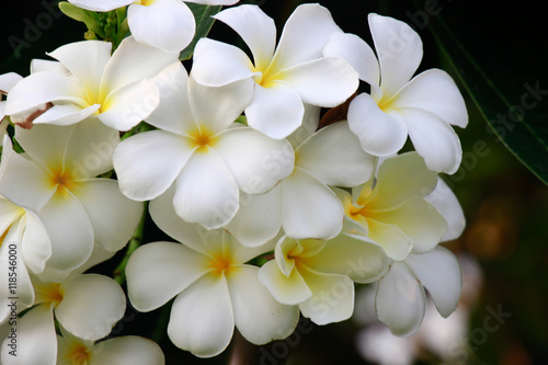 beautiful Flowers of White
