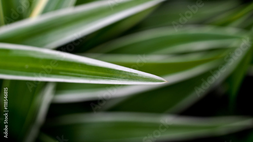 The Leaf of Spider Plant