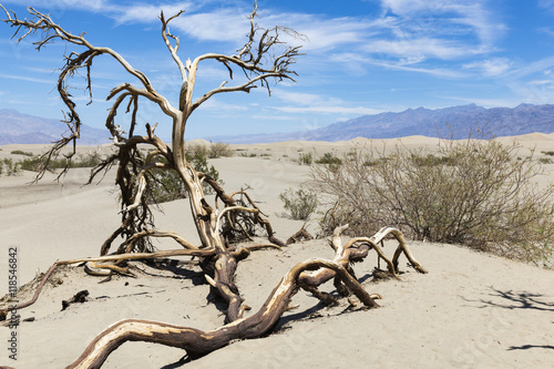 toter Baum 1 im Death Valley National Park  California  USA