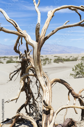 toter Baum 3 im Death Valley National Park, California, USA