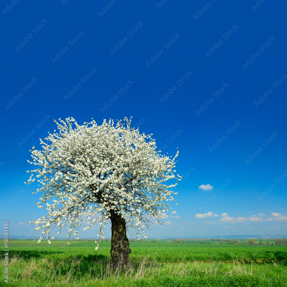 Old Cherry Tree in Full Bloom beside Green Field, Spring Landscape under Blue Sky Old Cherry Tree in Full Bloom beside Green Field, Spring Landscape under Blue Sky