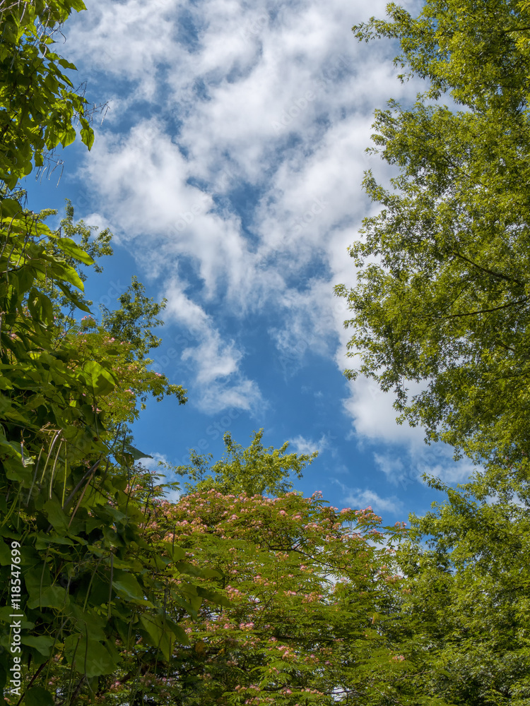 foliage with a blue sky and clouds