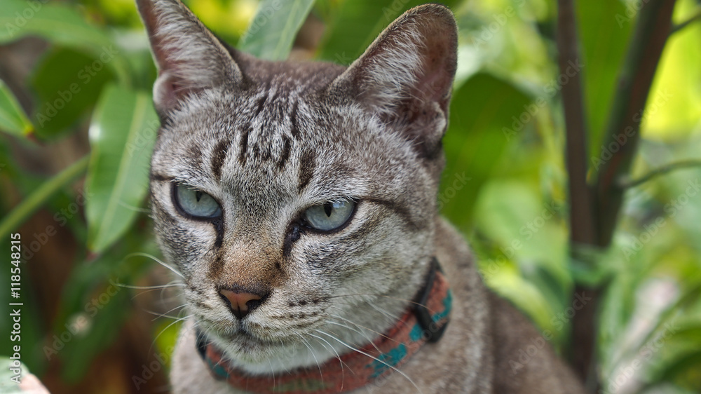 Tabby Cat in The mango Tabby Cat in The mango