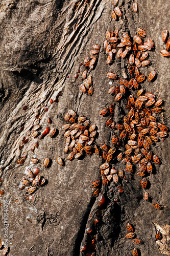 red begbugs on the tree photo