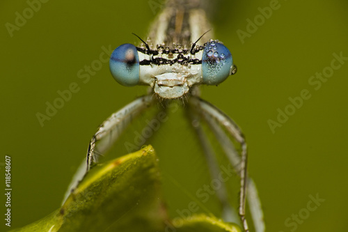 Beautiful dragonfly on the leaf . Insect with drops of water on the eyes on the green background , macro 