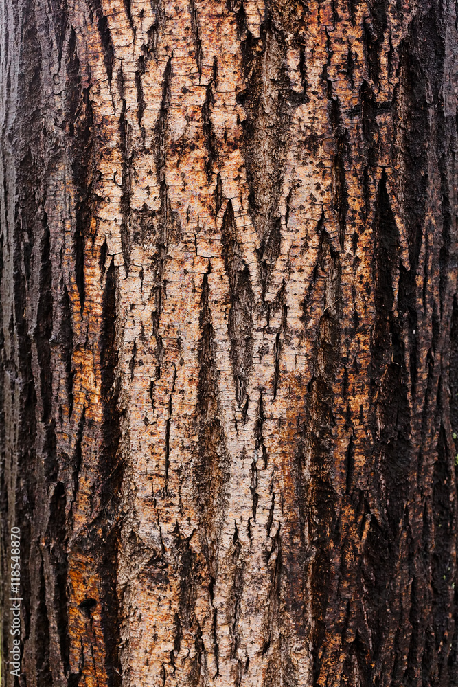 Obraz premium tree bark