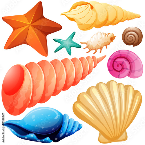 Different types of seashells