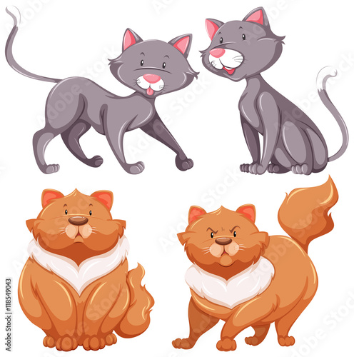 Set of cute cats thin and fat