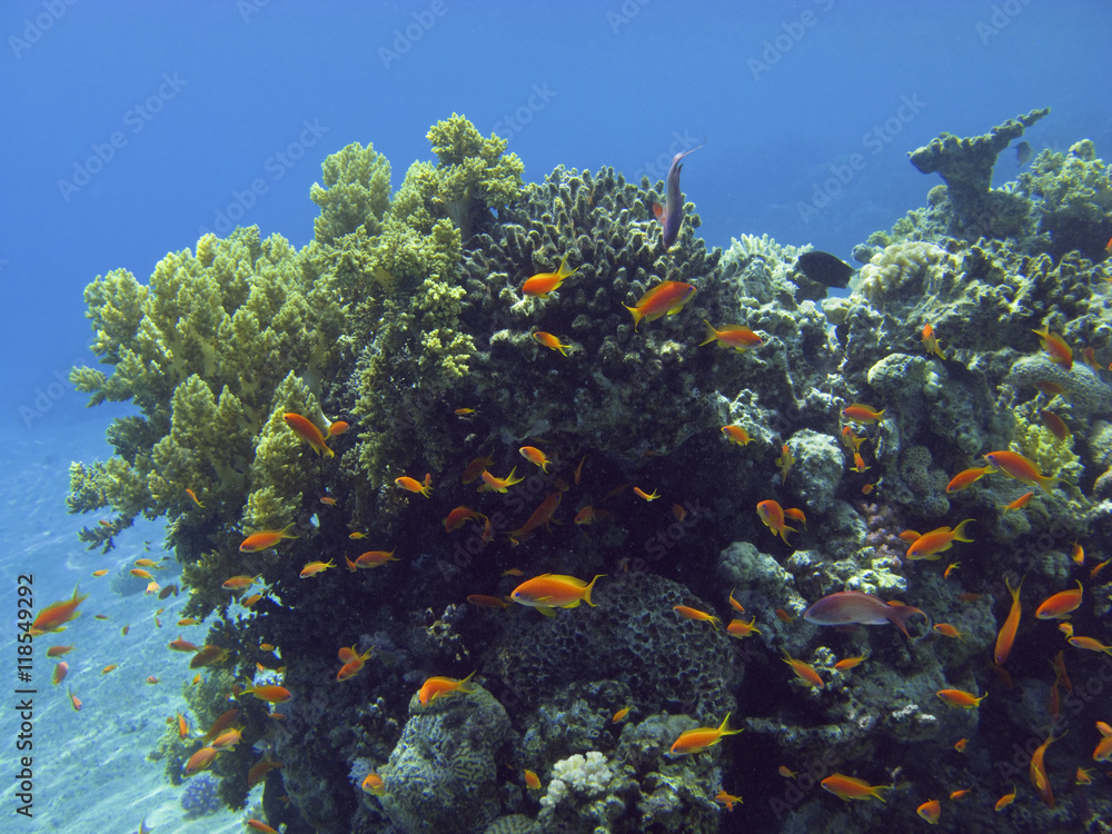 Naklejka premium Coral and fish in the Red Sea, Egypt.