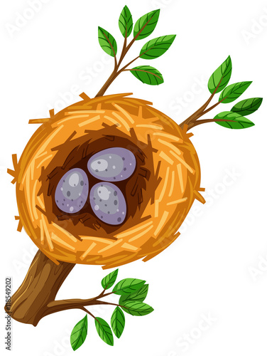 Eggs in bird nest