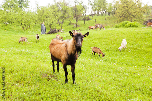 goats on pasture