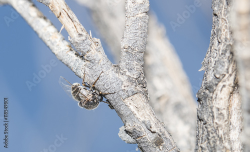 Macro of Small-headed Fly (Acroceridae: Ocnaea) Laying Eggs in a Natural Environment photo