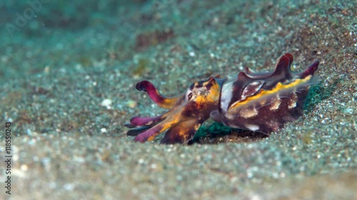 Flamboyant cuttlefish (Metasepia pfefferi) walking over sand