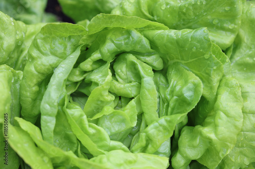 Lettuce with Raindrops