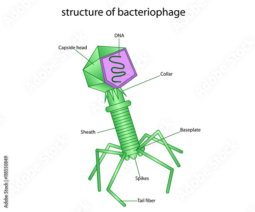 structure of  bacteriophage
