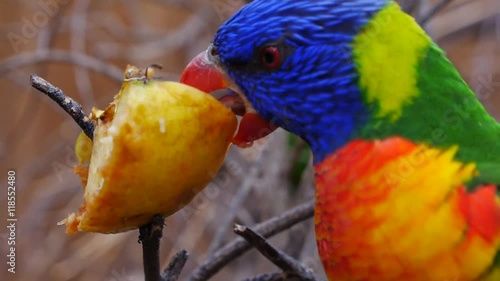 Allfarblori, Trichoglossus haematodus, frisst einen Apfel photo