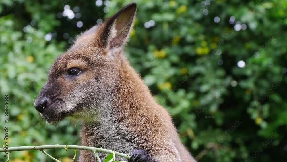 Bennettkäguru frisst Blätter, Macropus rufogriseus Bennettkäguru frisst Blätter, Macropus rufogriseus
