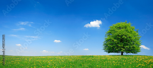 Linden Tree on Meadow full of Dandelion Flowers in Spring Landscape under Blue Sky with Clouds