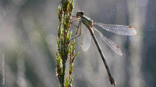 Libelle trocknet ihre Flügel, Lestes sponsa photo