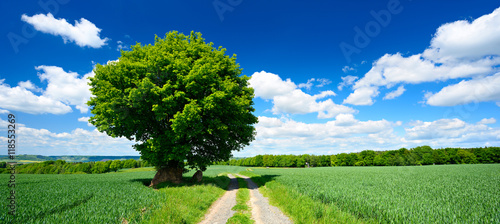 Oak Tree beside Farm Track leading through Green Fields, Spring Landscape under Blue Sky with Clouds