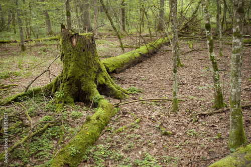 mossy big old overturned tree