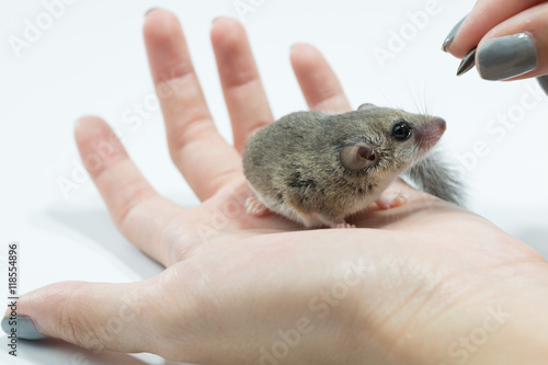 African Pygmy Dormouse waiting for feeding on hand