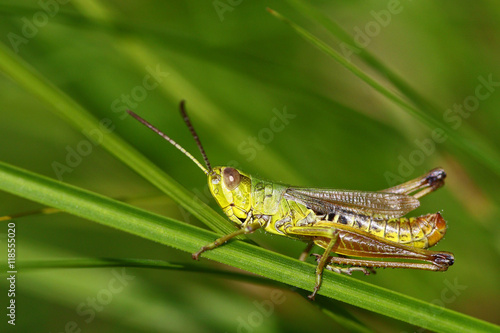 Macro portrait of a colorful grasshopper with legs down in natural thick grass habitat